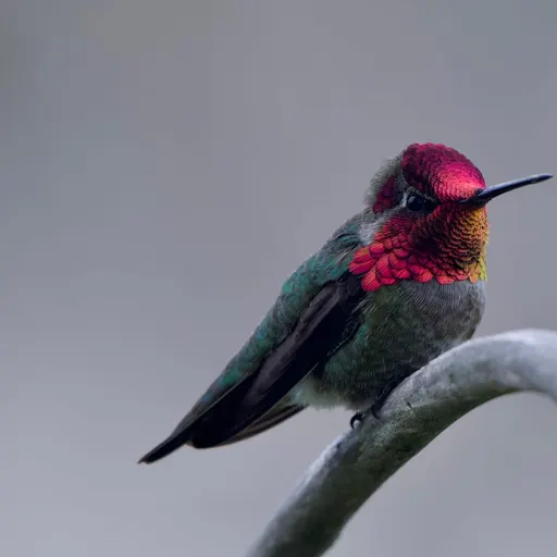 Anna's Hummingbird