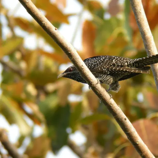 Asian Koel