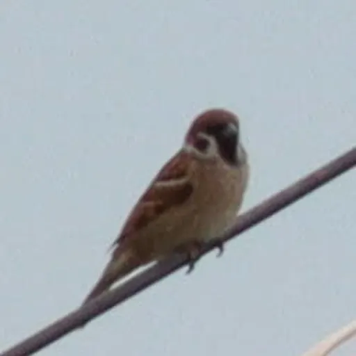 Eurasian Tree Sparrow