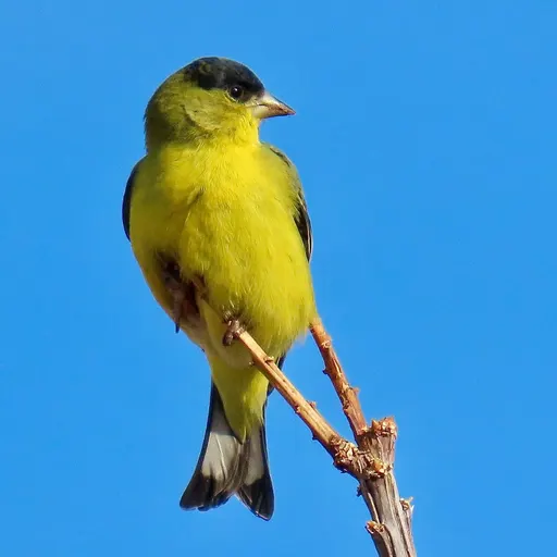 Lesser Goldfinch