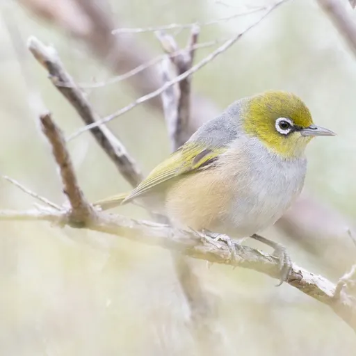 Silvereye