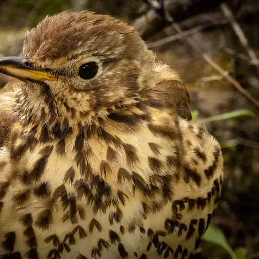 Song Thrush
