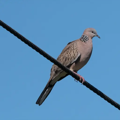Spotted Dove